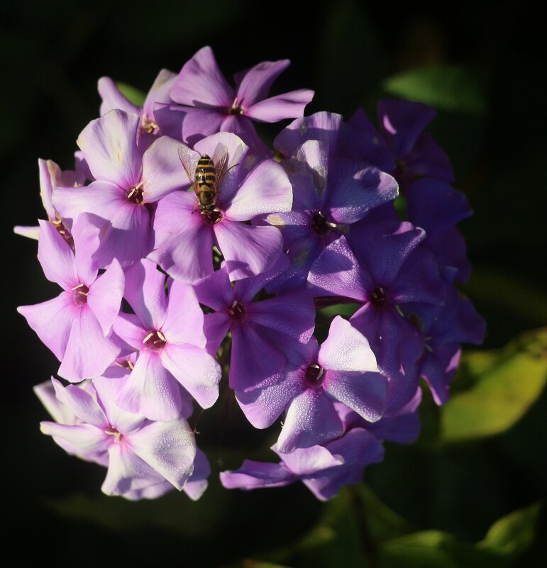 Осень 2025. Октябрь - Наталья Герасимова