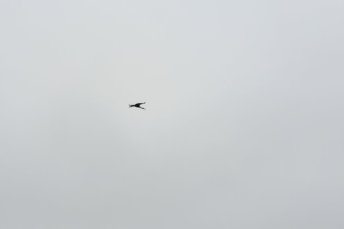 Аист над д.Белошкино - Артем 