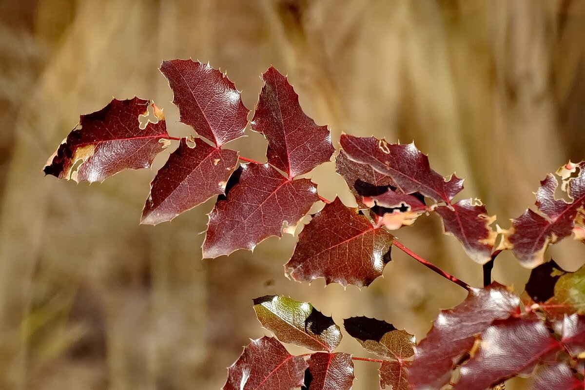 Вспоминая Осень... - Николай Саржанов