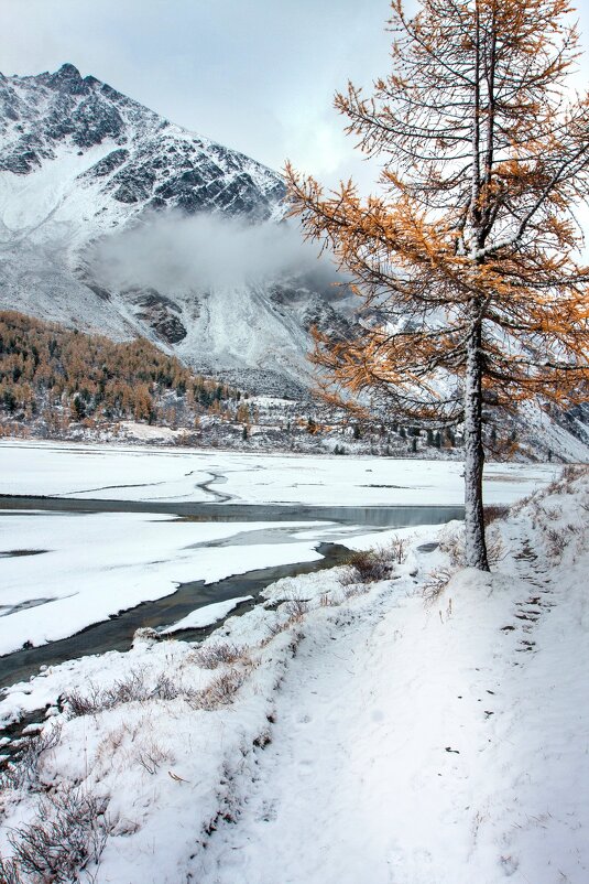 Лиственница - Виктор Фоменко