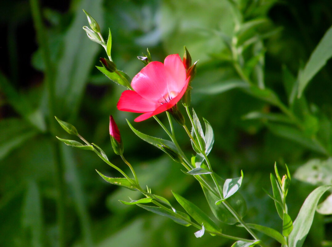 Ленок. - nadyasilyuk Вознюк Ленок. - nadyasilyuk Вознюк