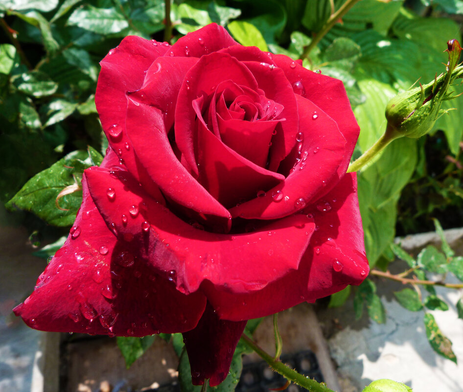 Бархатная роза - Валентин Семчишин Бархатная роза - Валентин Семчишин