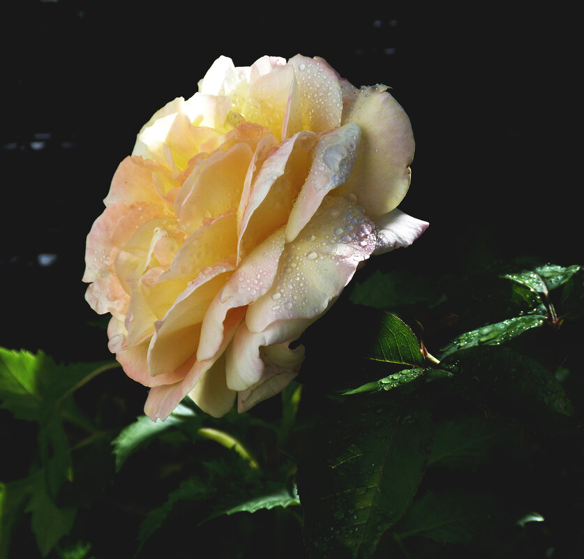 Глория Дей - Валентин Семчишин Глория Дей - Валентин Семчишин