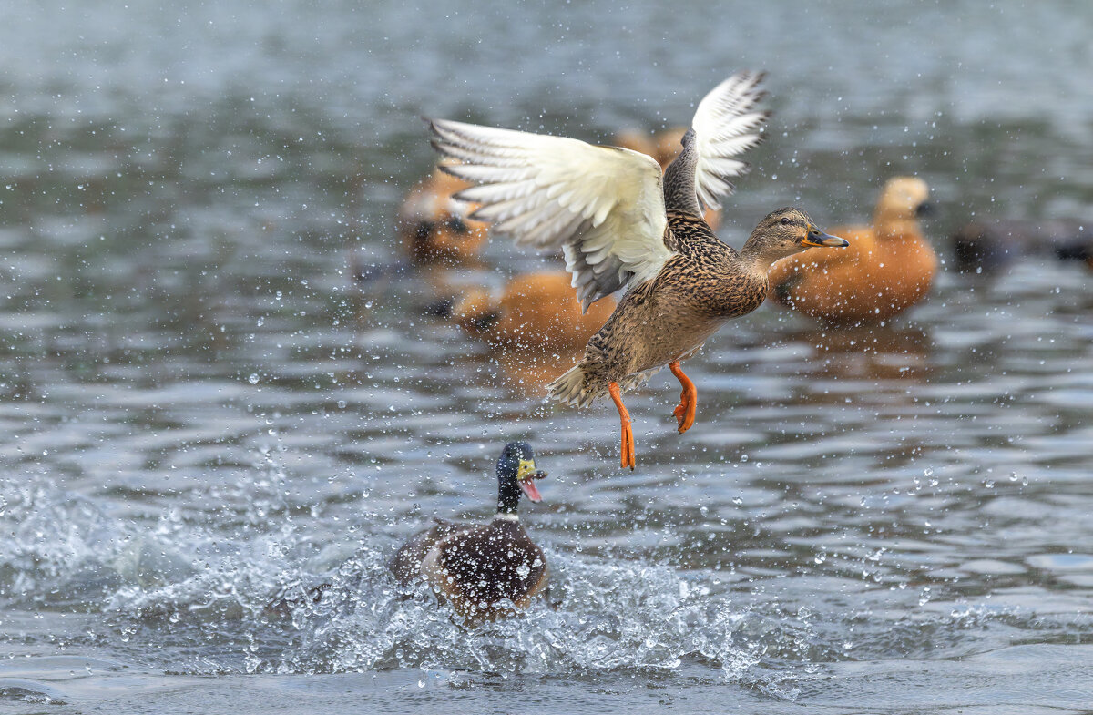догонялки. - юрий макаров