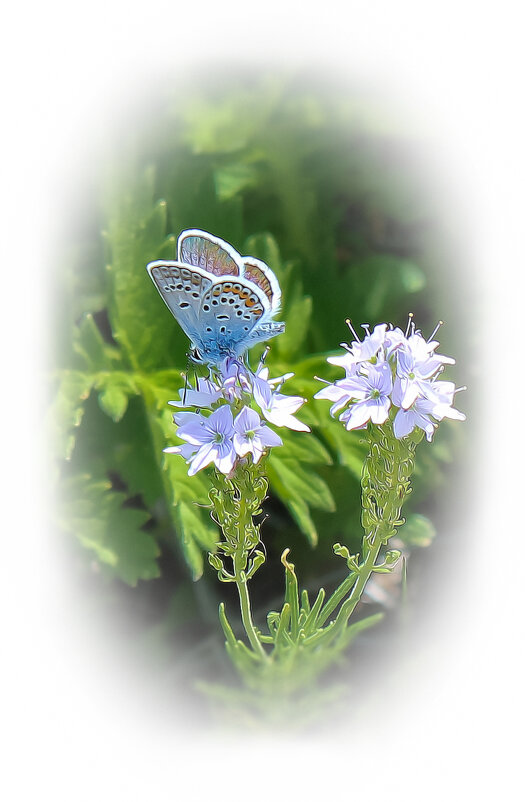 *** - Александр. AVG100 ---