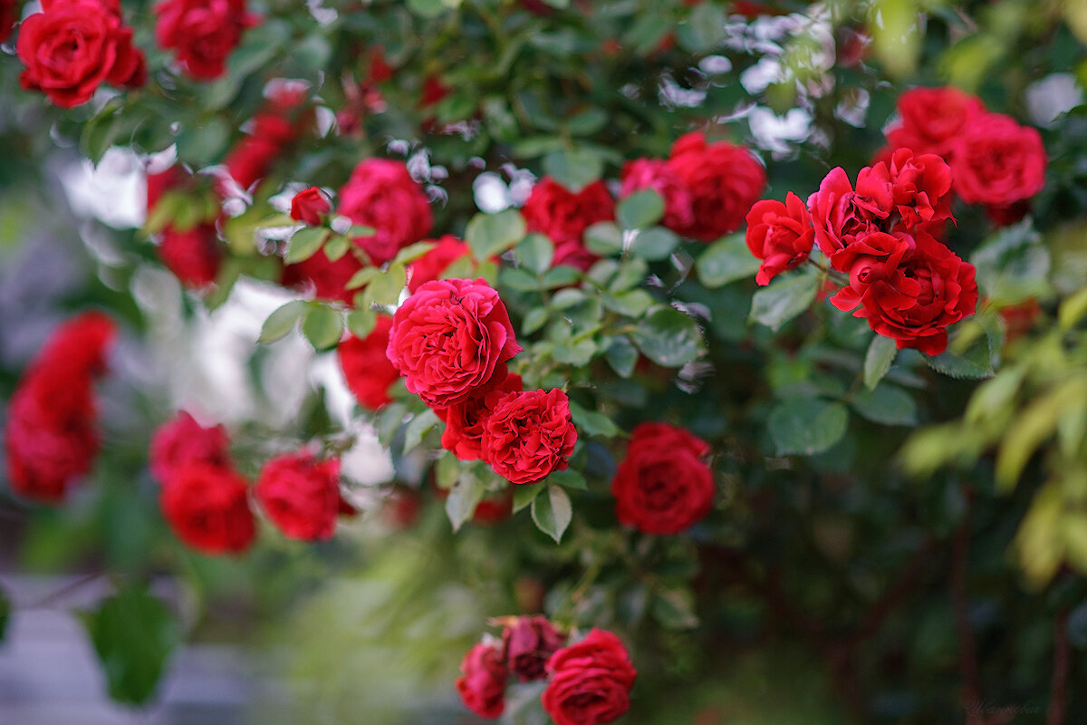 *** - Иваннович * *** - Иваннович *