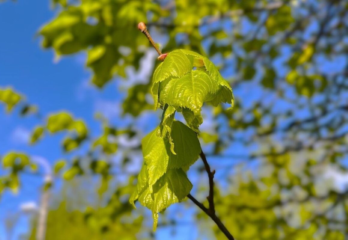 Первая листва зеленая... - Olga Oskolkova Первая листва зеленая... - Olga Oskolkova