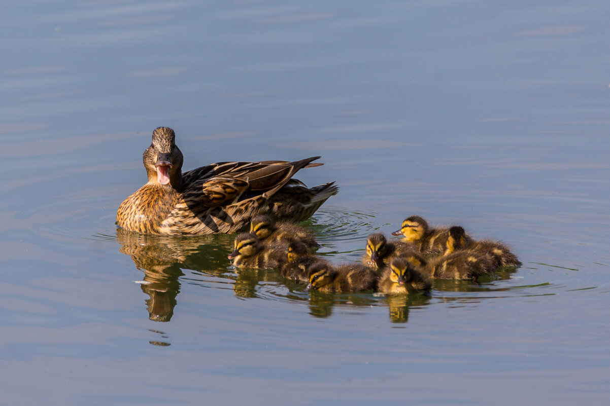 Ути-пути - Игорь Шевченко