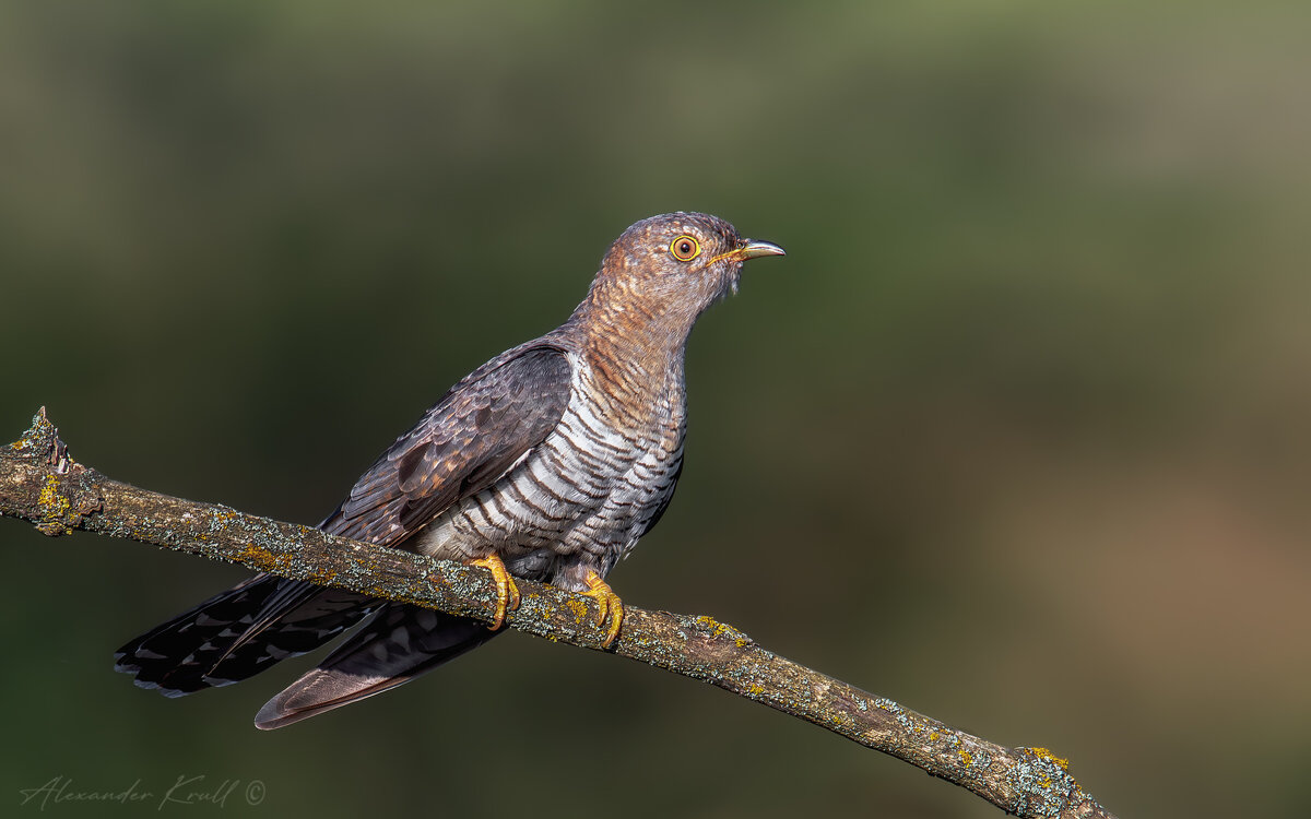 Матросик - Александр К.