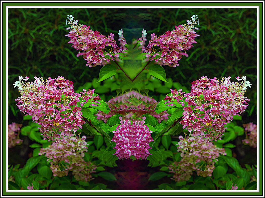 Цветение гортензии - Владимир Кроливец Цветение гортензии - Владимир Кроливец