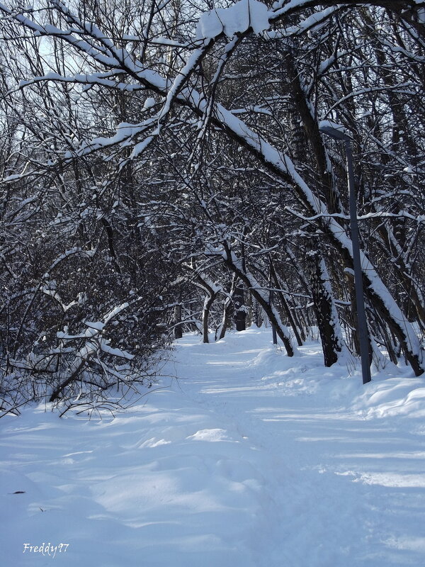 После ночного снегопада... - Freddy 97