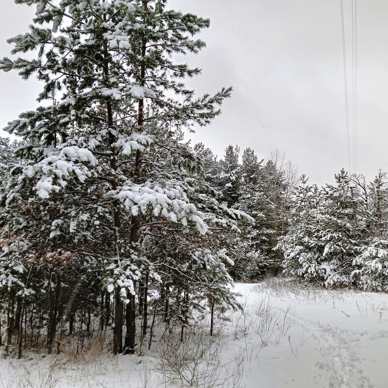 дорожка в снегу - Владимир 