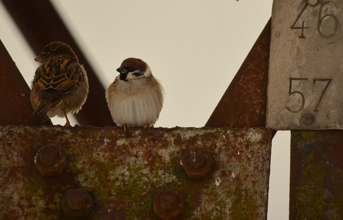 Воробьи. - Юрий Полторыхин.
