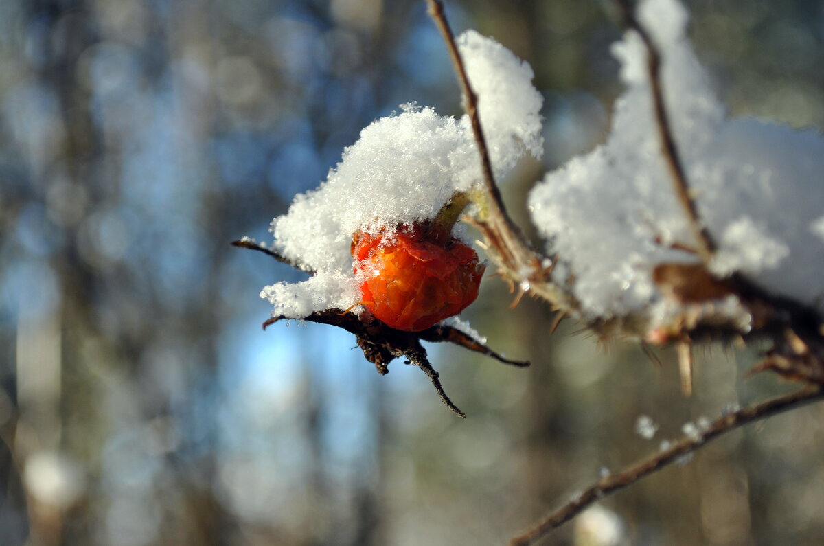 Не зима, не ягода, не фрукт и не овощ .. - AleksSPb Лесниченко