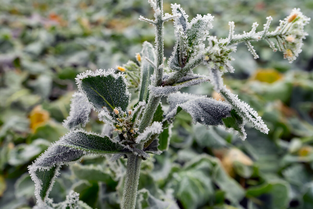 в полях - Виталий Емельянов