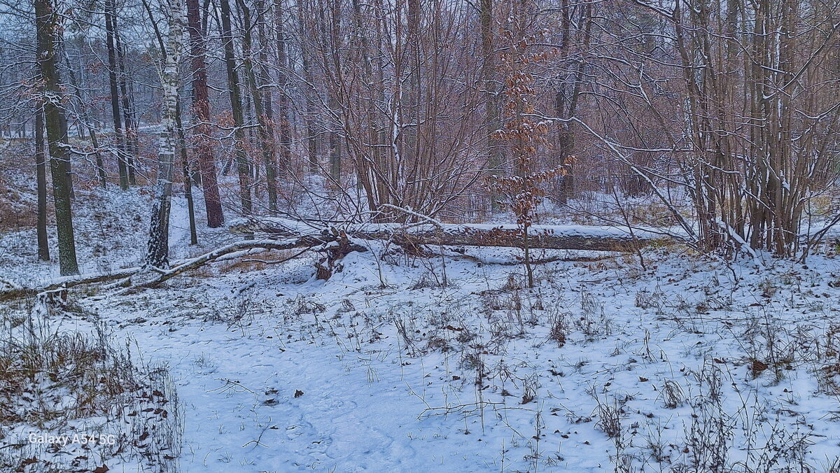 Лесными тропинками - Андрей K.