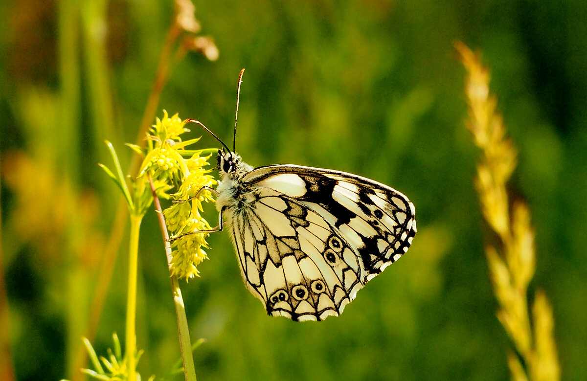 опять про бабочек...243 - Александр Прокудин опять про бабочек...243 - Александр Прокудин