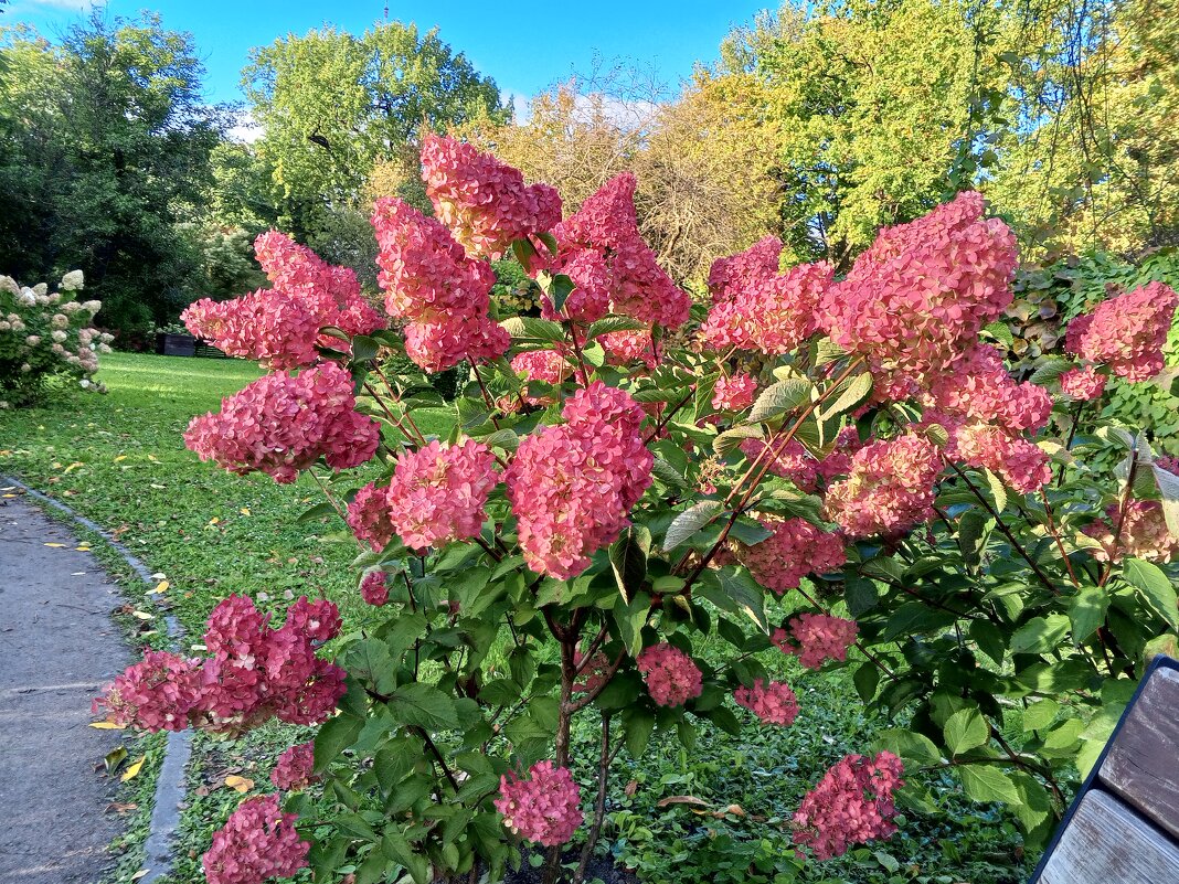 Гортензия - Сапсан 