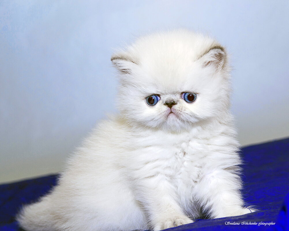 Растём... - Светлана Ищенко