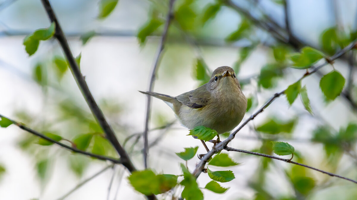Пеночка-теньковка - Владимир Лазарев