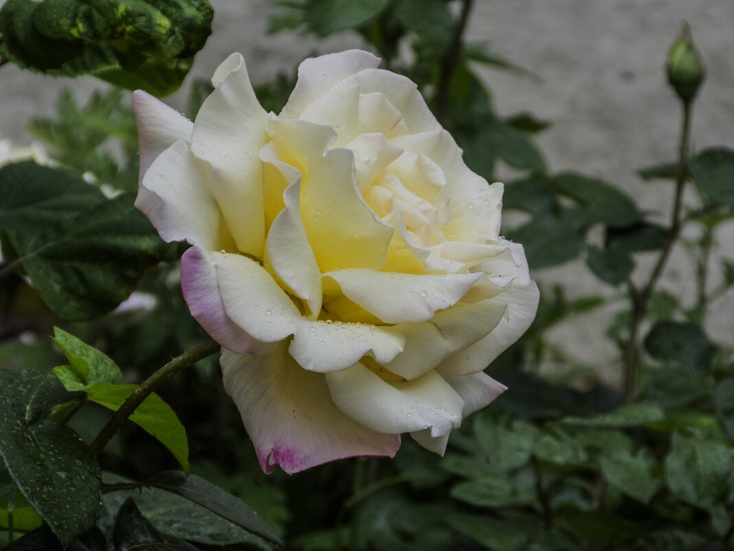 Глория  Дей - Валентин Семчишин