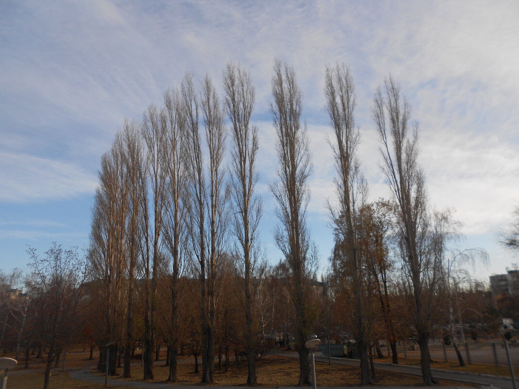 в парке - Елена Шаламова