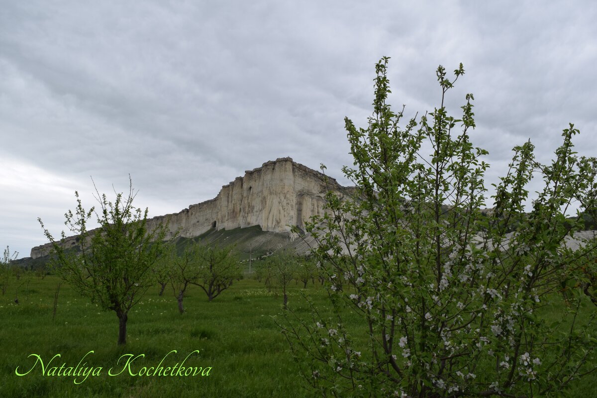 Природа Крыма - Amazing Cosmea