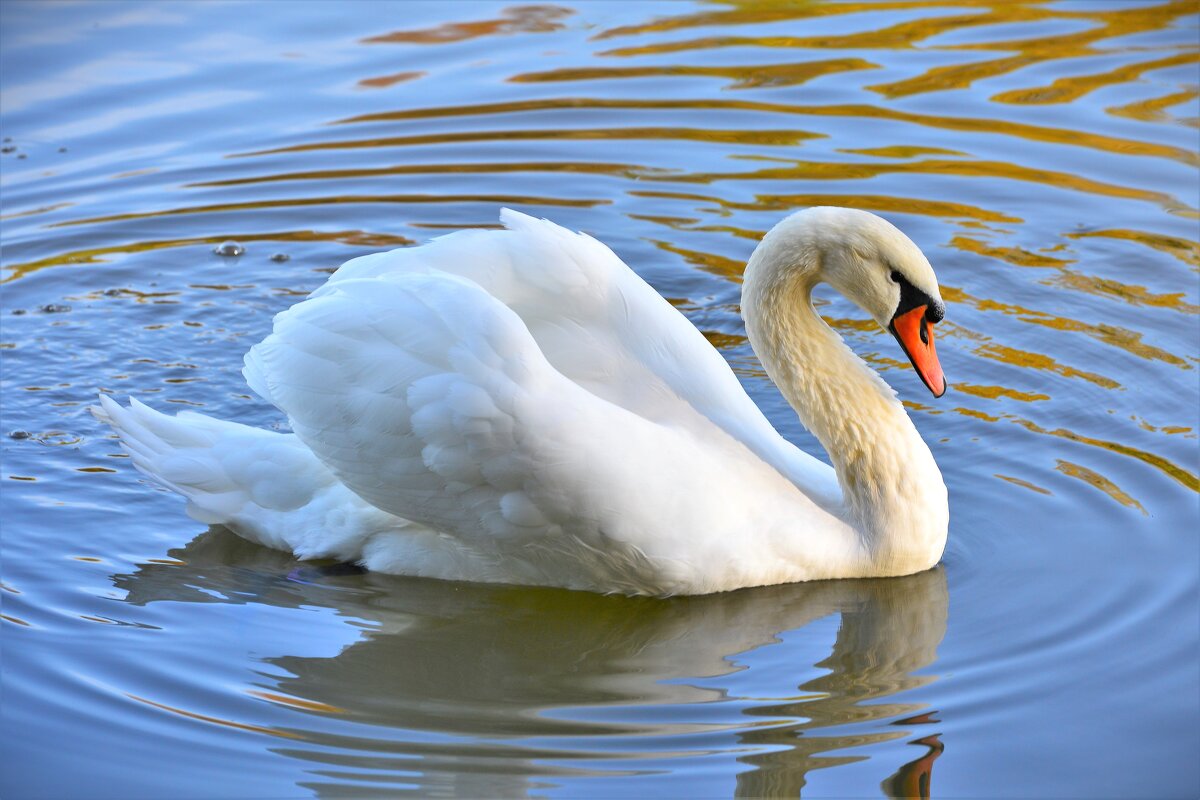 Белый лебедь - Константин Анисимов