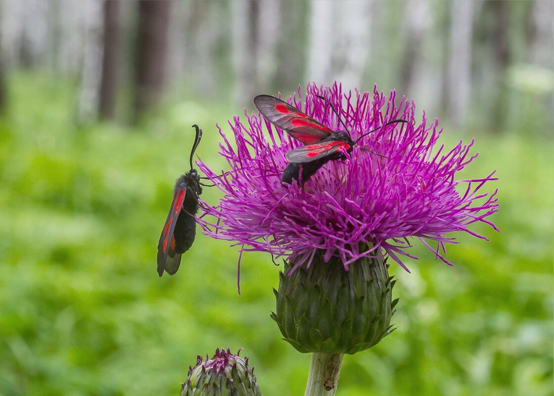 Краски лета. г. Миасс, поселок Селянкино. - Алексей Трухин Краски лета. г. Миасс, поселок Селянкино. - Алексей Трухин