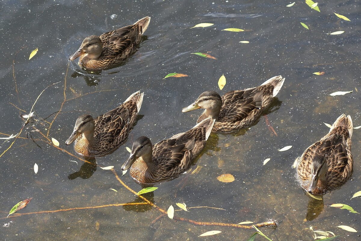 Утки в городском парке, Калининград - Рита Симонова Утки в городском парке, Калининград - Рита Симонова