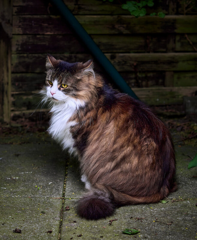 Главный в доме... - Dmitriy Dikikh