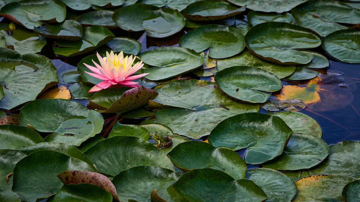 Про лягушек... - Dmitriy Dikikh