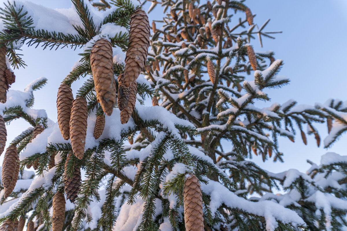 Нарядная елка - Сергей Ц