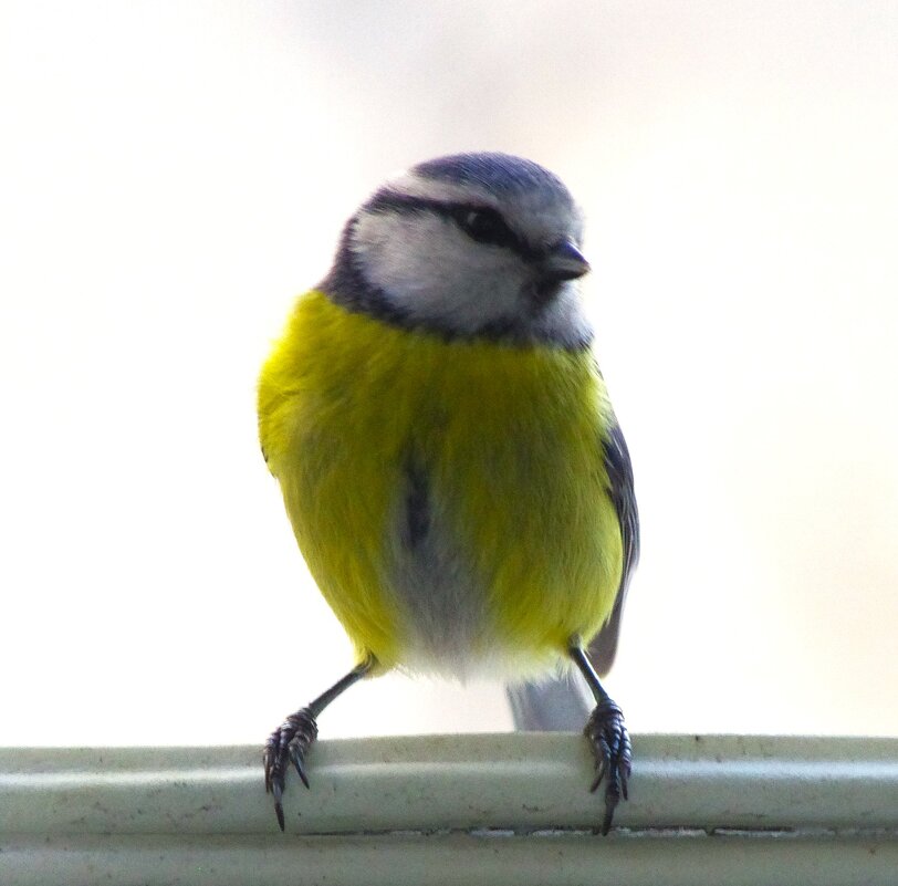Любопытная лазоревка :) - Юрий Куликов