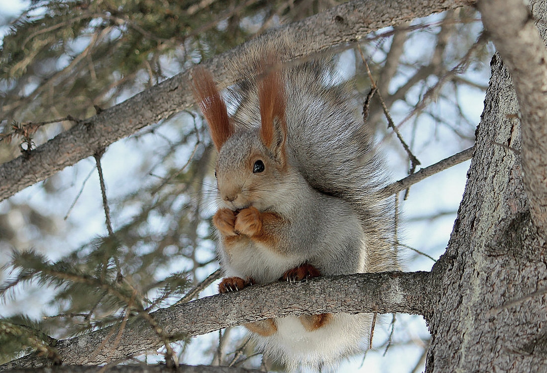 Белка на елке - елена беликова