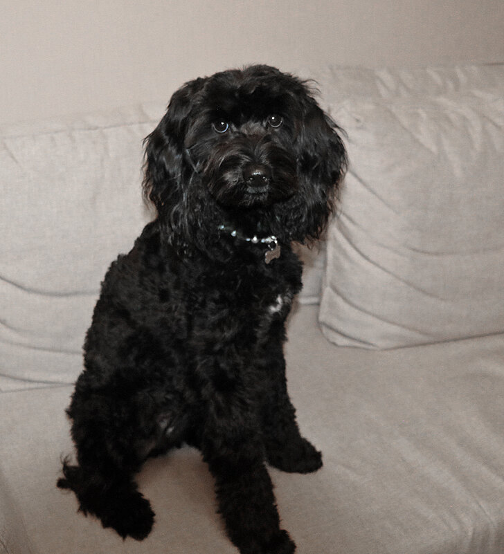 Фотомодель лабрадудель Тучка - Светлана 