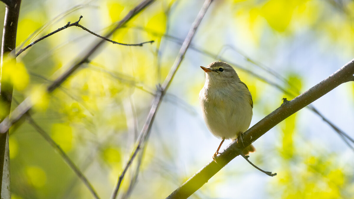Пеночка майским утром - Владимир Лазарев