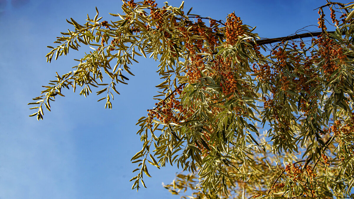 Джуда - Анатолий Чикчирный