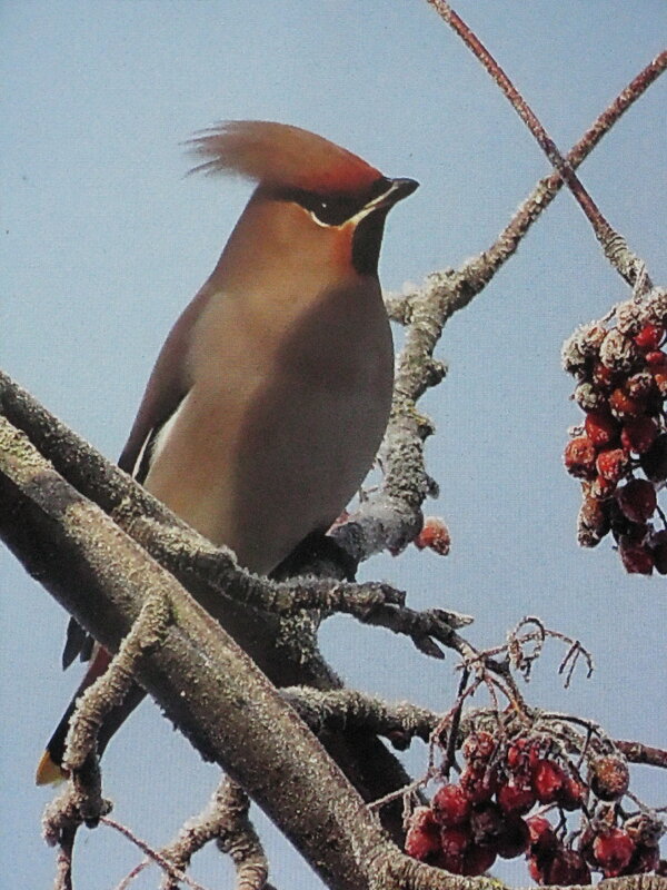 Свиристель на рябине - Людмила Смородинская
