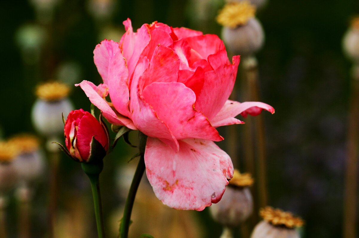 Цветы ушедшего лета - Юрий. Шмаков Цветы ушедшего лета - Юрий. Шмаков