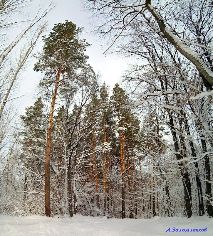 В лесу предновогоднем.... - Андрей Заломленков