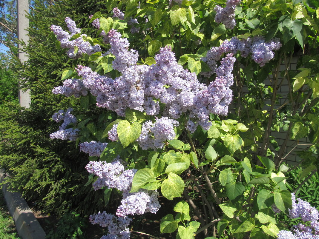 май - Елена Шаламова