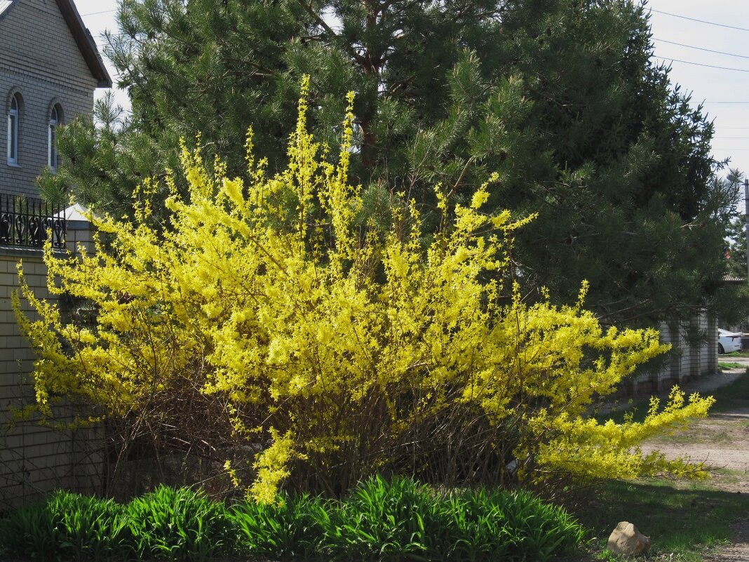 апрель - Елена Шаламова