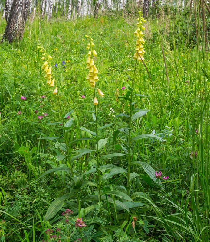 Краски лета. Наперстянка. г. Миасс, поселок Селянкино. - Алексей Трухин
