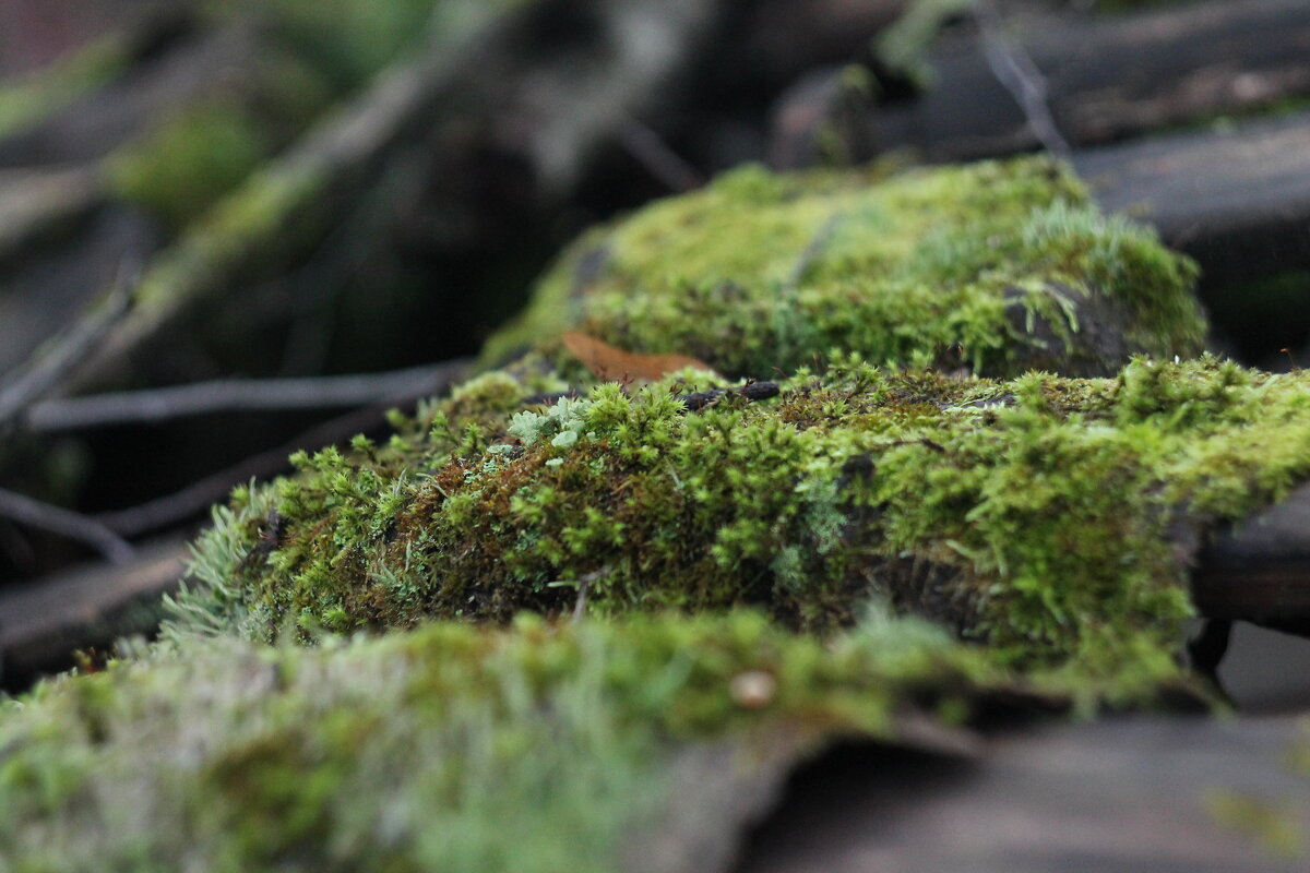 Мох - Вячеслав Крысанов