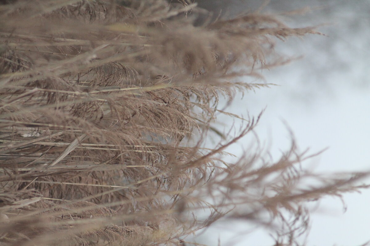 В траве - Вячеслав Крысанов