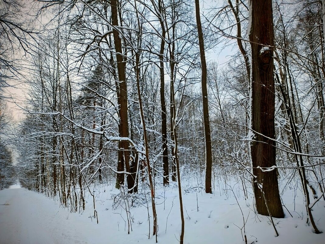 В декабре пред Новогодняя фото сессия на природе. - Михаил Столяров
