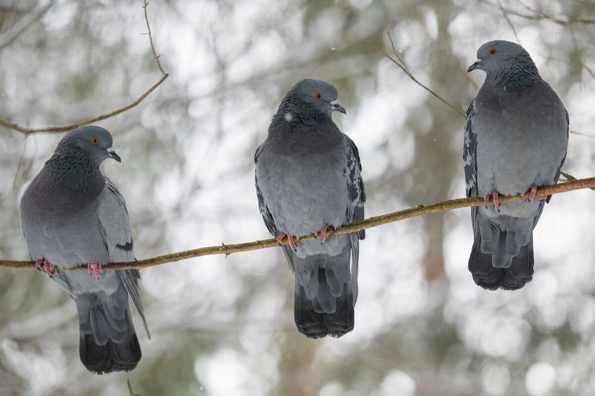 Сизари. - Виктор Евстратов