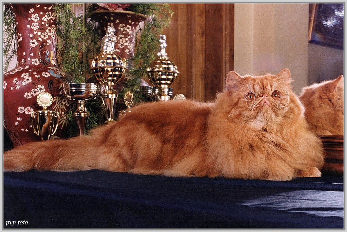 Новогодний портрет! - Владимир Попов