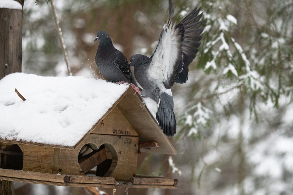 Прилетел я! - Виктор Евстратов Прилетел я! - Виктор Евстратов